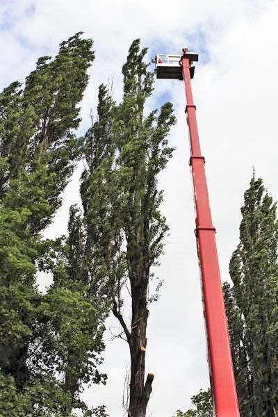 Berolina Baumpflege Stellenangebot Baumpfleger in Berlin