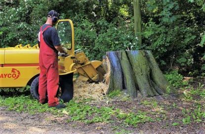 Berolina Baumpflege Bild