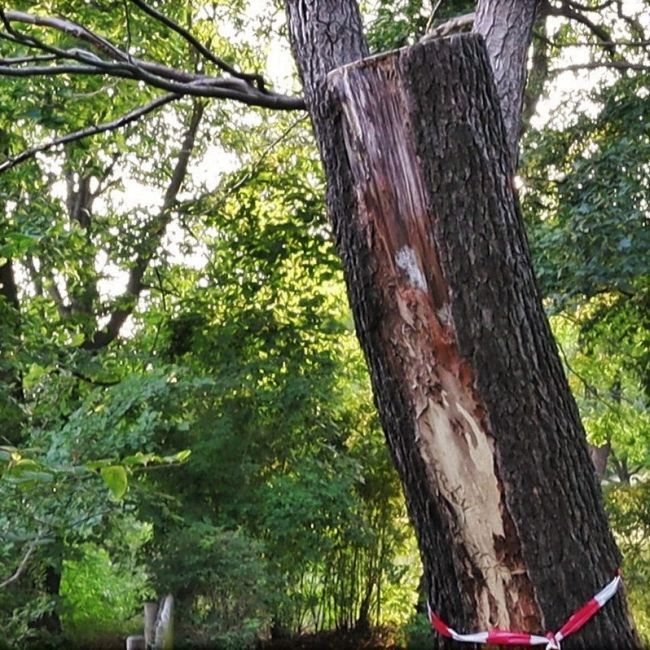 Baumfällung im Sinne der Verkehrssicherheit Kranker Baum