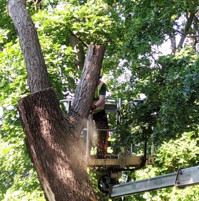 Baumfällung mit Hubarbeitsbühne Baumfällung unter Einhaltung der Sicherheitsstandards