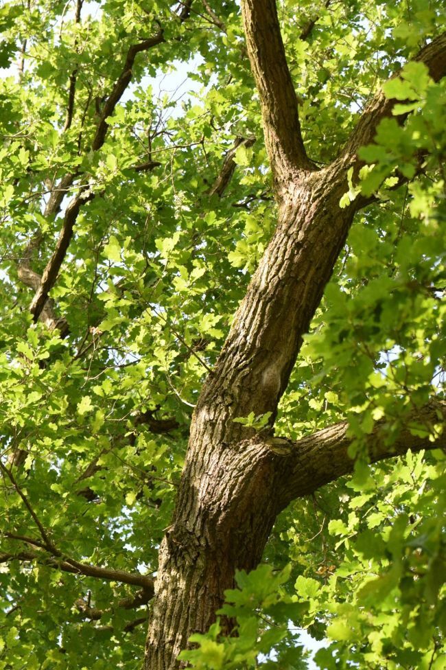 Baumkontrolle Standsicherheit