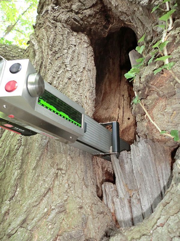 Prüfung der Restwandstärke des Baumstammes