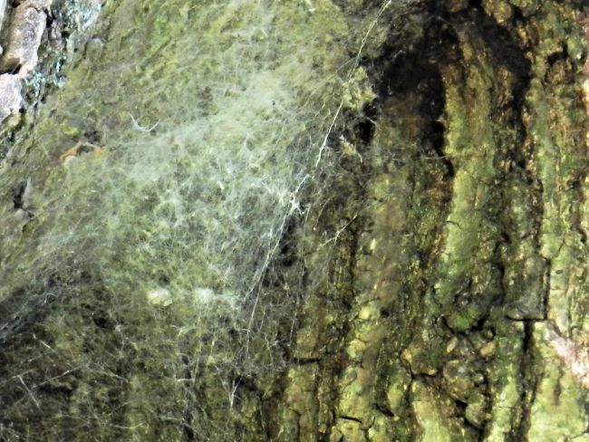 Eichenprozessionsspinner Gespinst