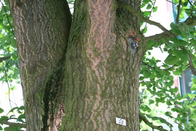 Kronensicherung durch Verbolzung