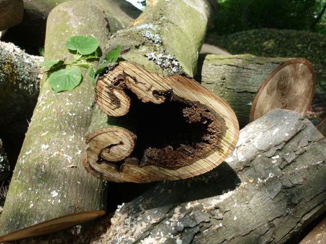 Baumfällung Baumfällung