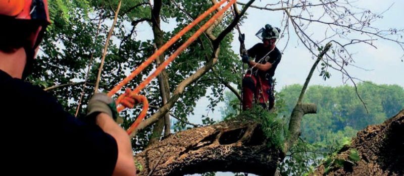 Baumpfleger mit Seilklettertechnik