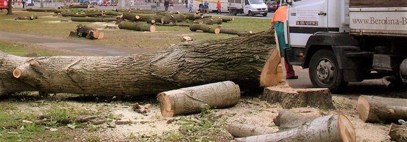 Baumpfleger in Aktion